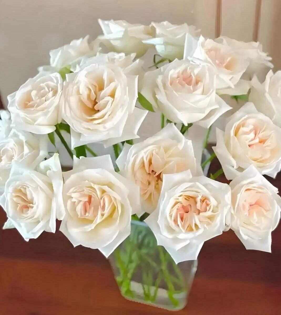 玫瑰-白荔枝