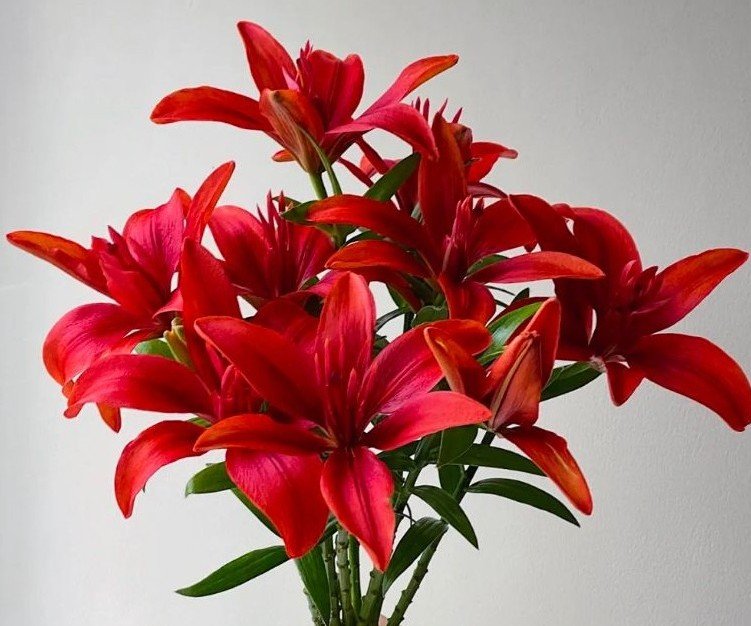 百合-紅寶石