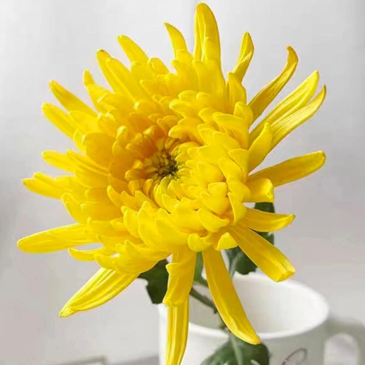 菊花(黃)