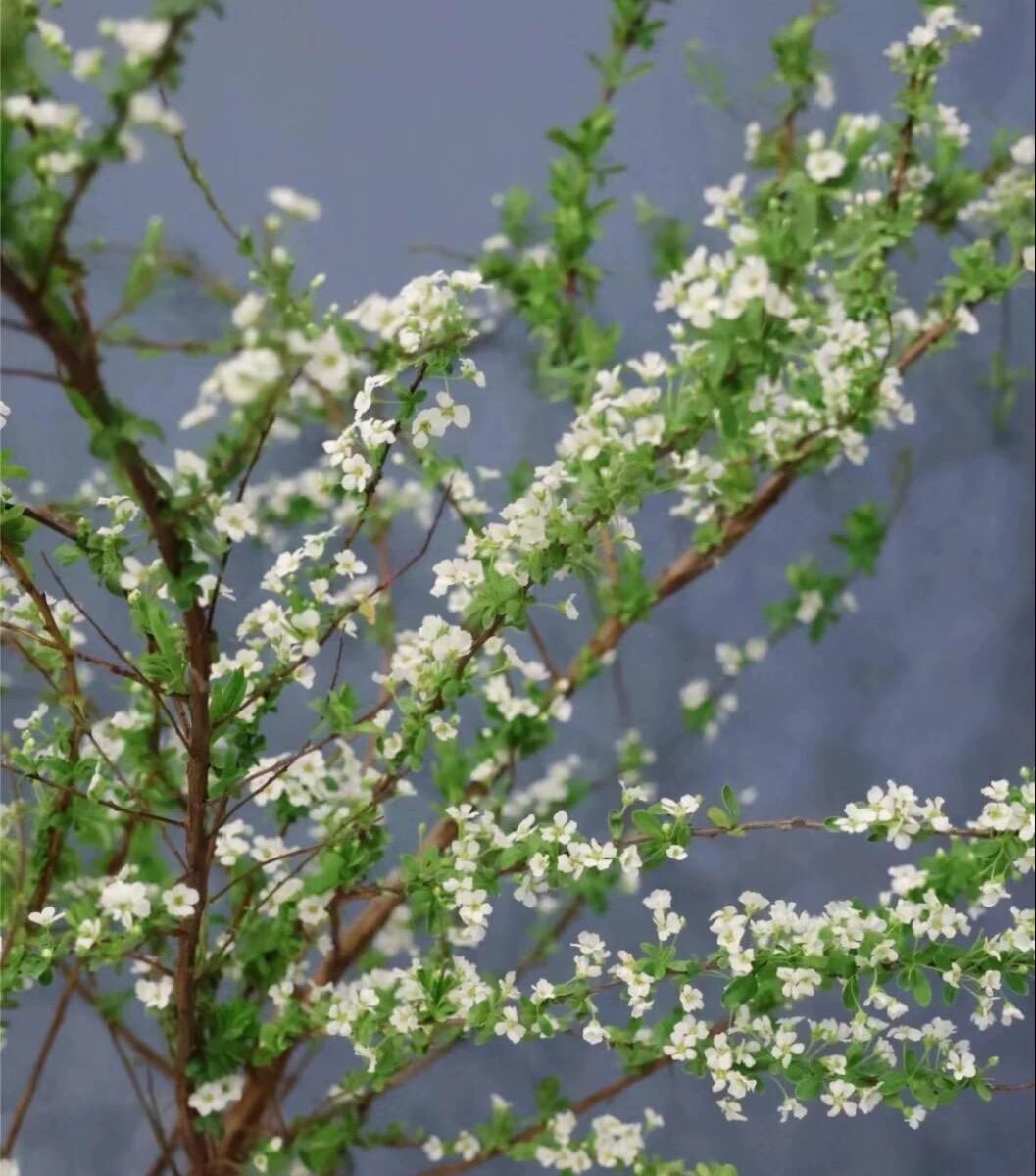 雪柳花