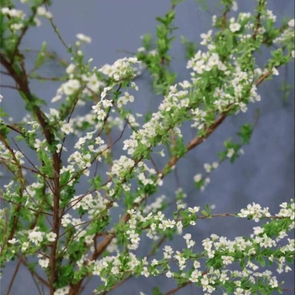 雪柳花