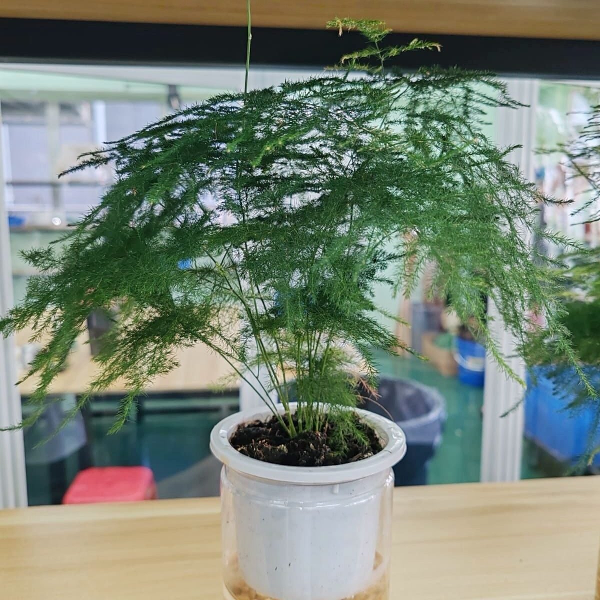 水培文竹
