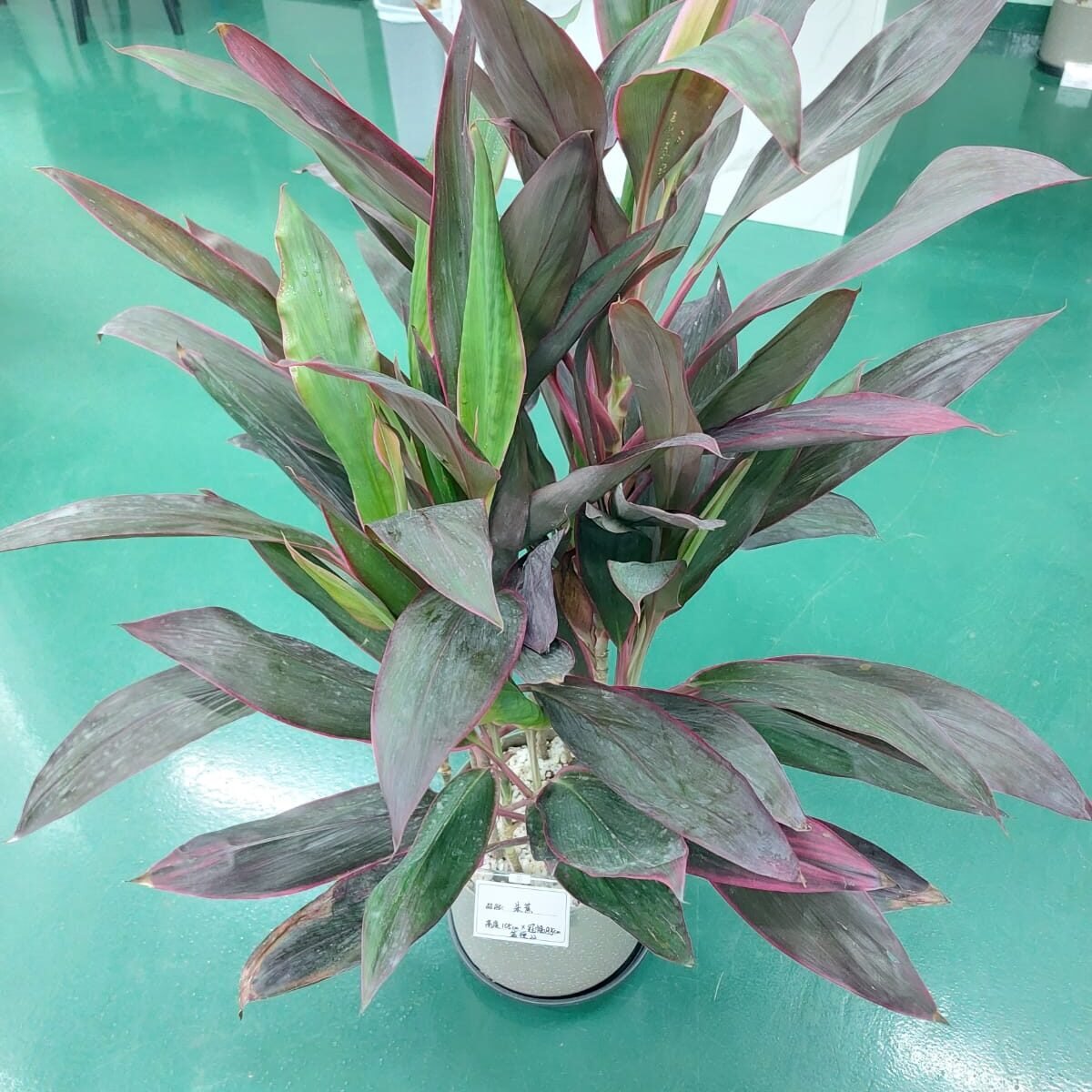 朱蕉