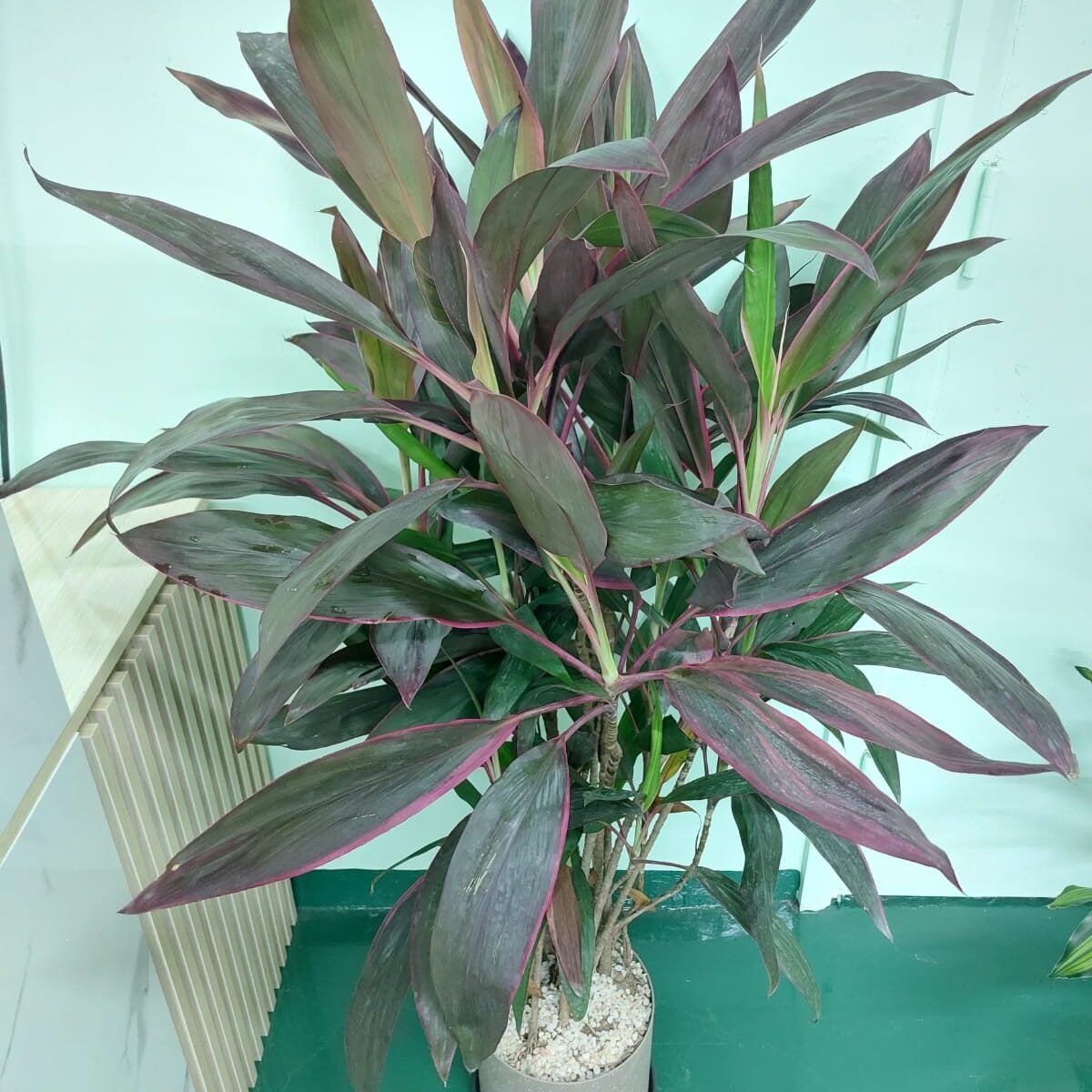 朱焦