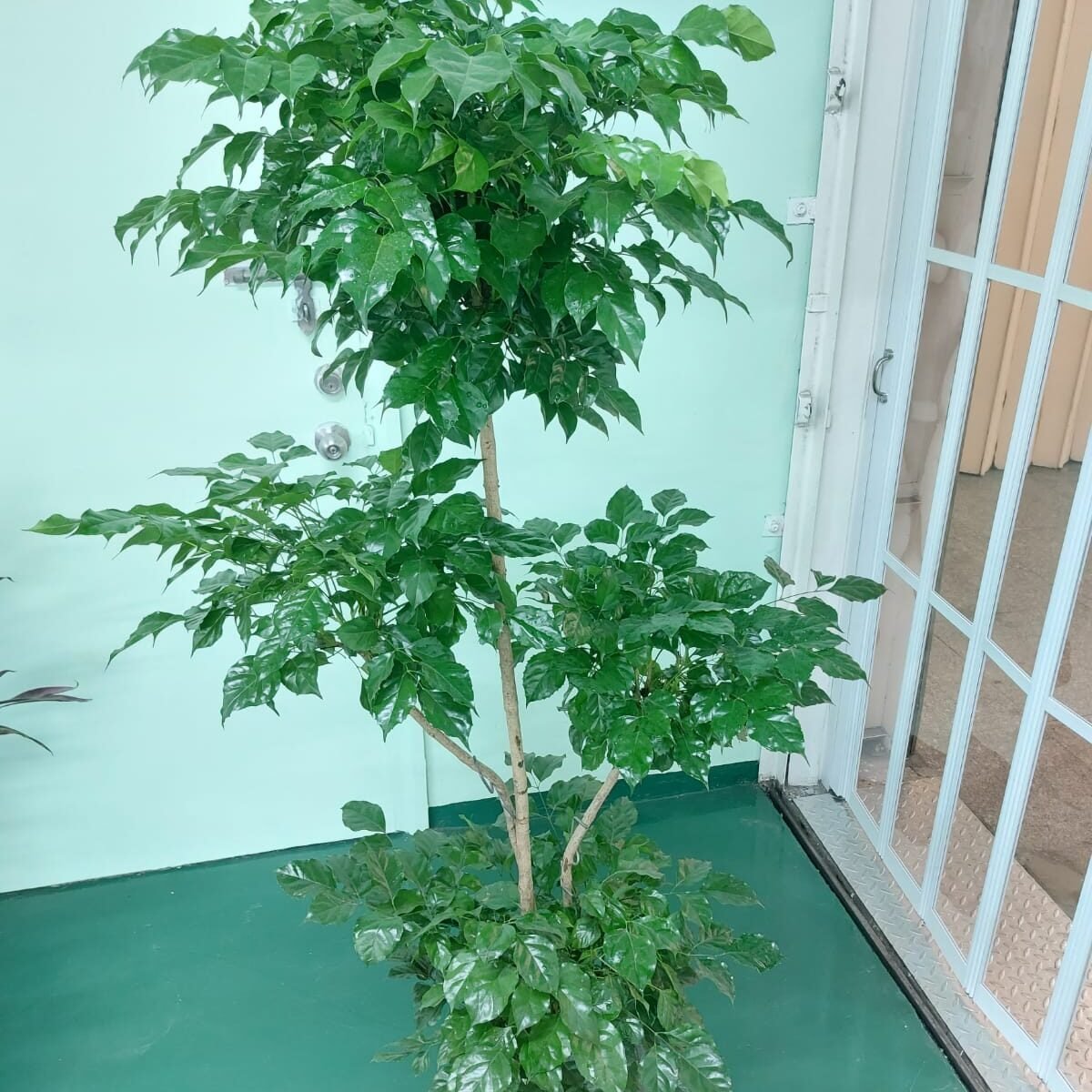幸福樹