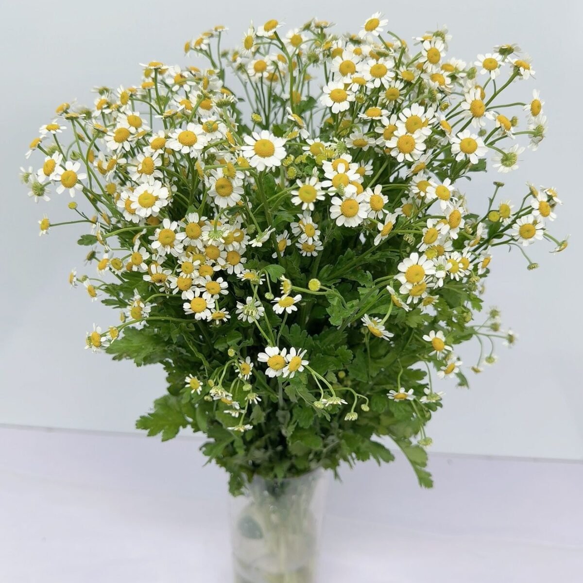 洋甘菊