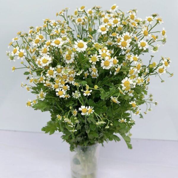 洋甘菊