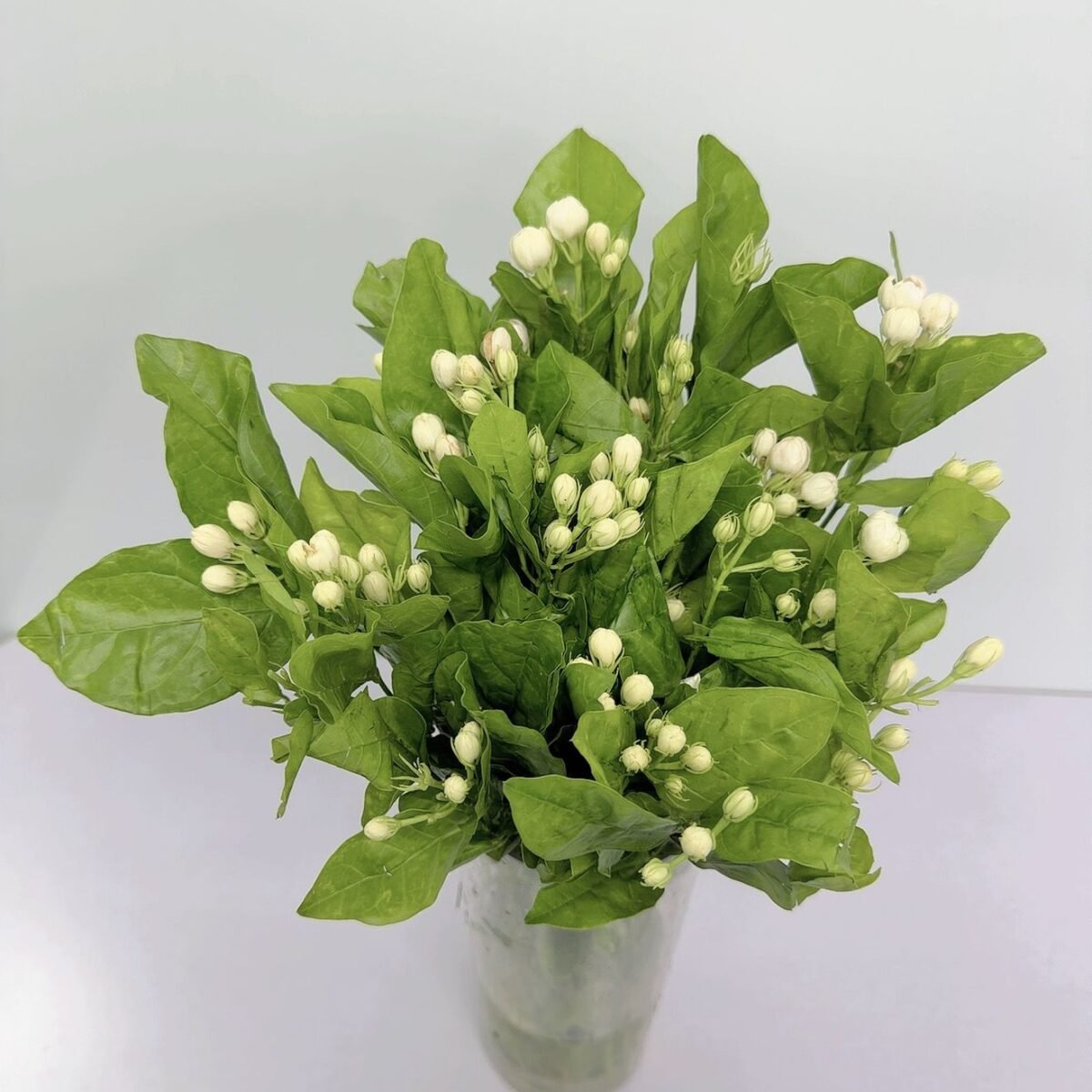 茉莉花