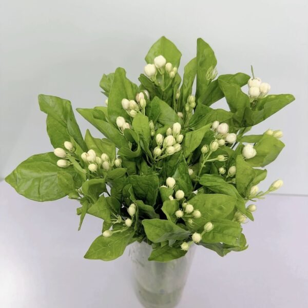 茉莉花
