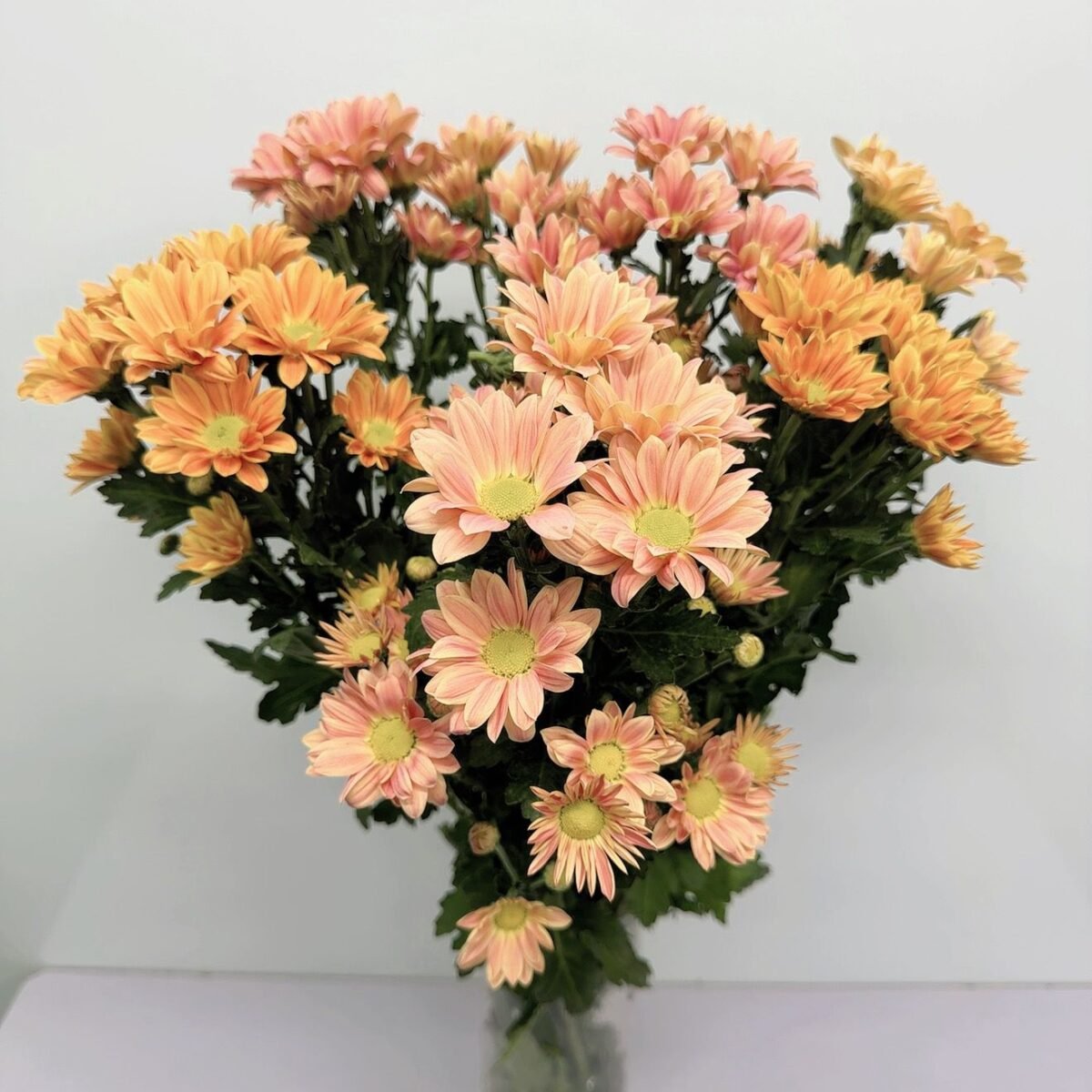 三文魚小菊(香檳)