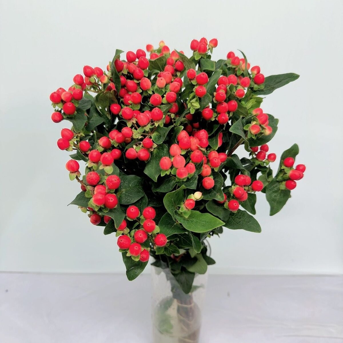 紅豆