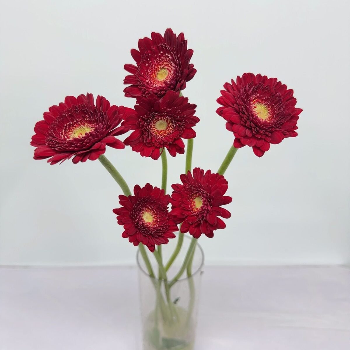 非洲菊-休斯頓