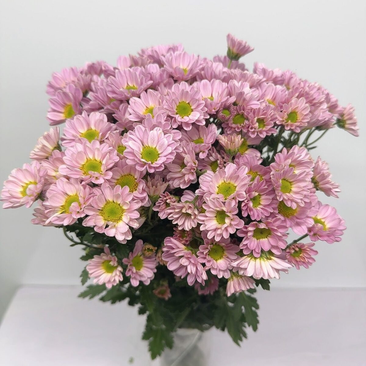 小菊(粉色)