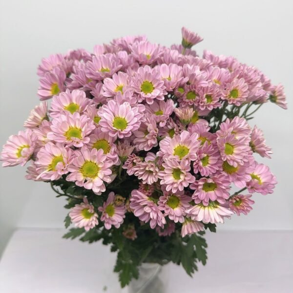 小菊(粉色)
