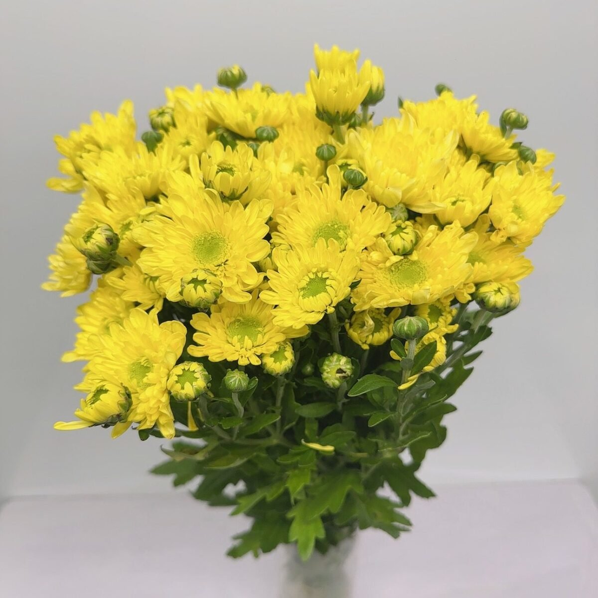 小菊(香檳)
