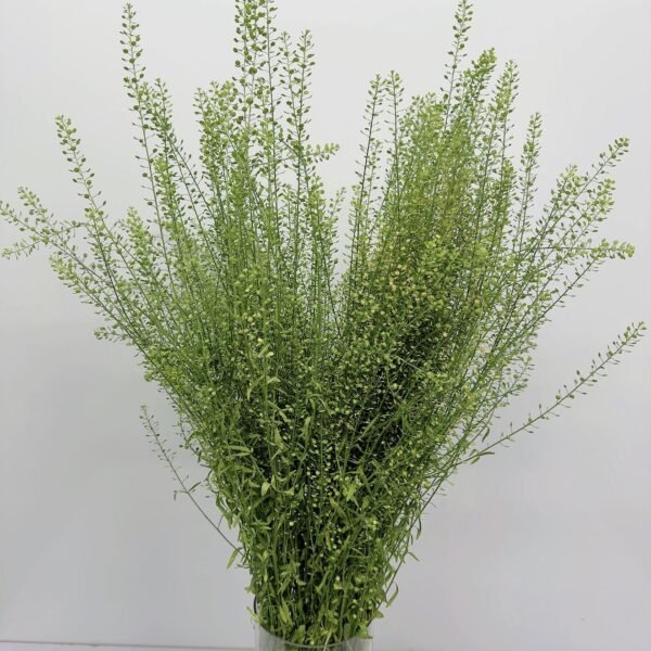 綠鈴草