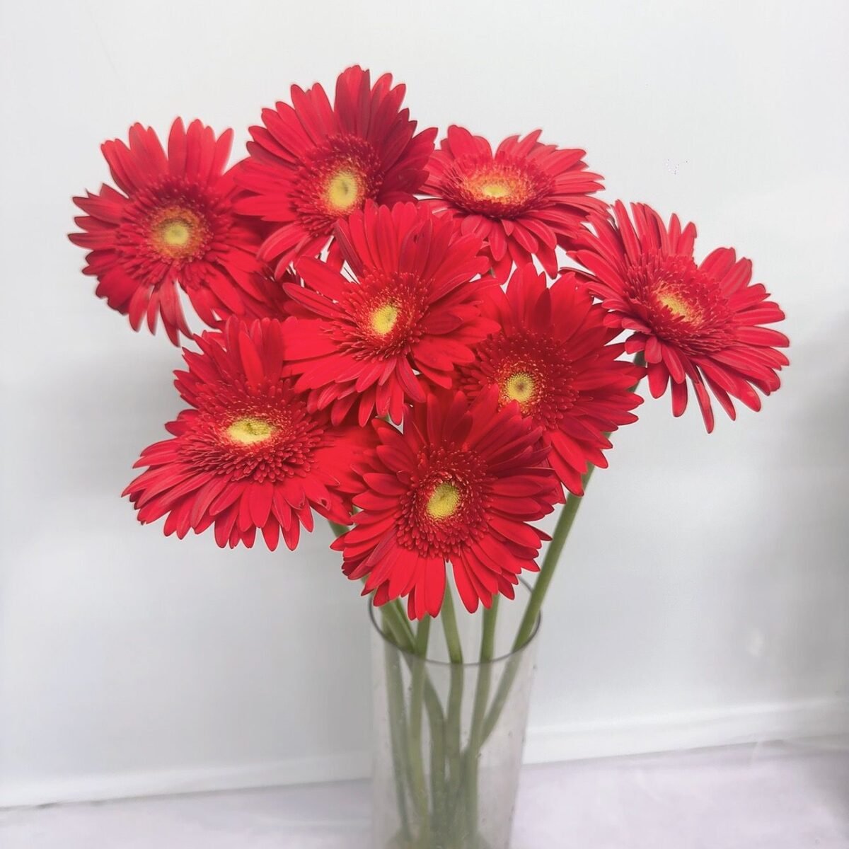 非洲菊(紅)