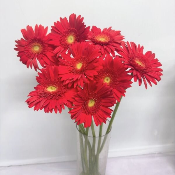 非洲菊(紅)