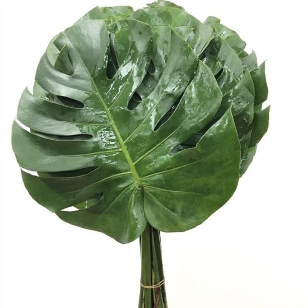 龜背葉